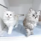 サイベリアン【東京都・女の子・2025年8月15日・シルバータビー】の写真9