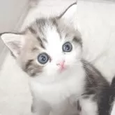 ミヌエット(長足)