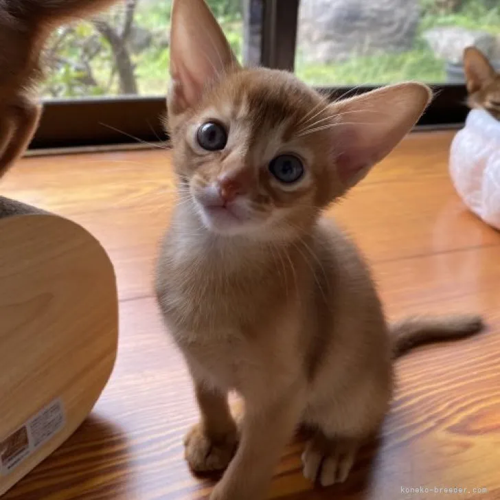 ID:2305-00562の子猫