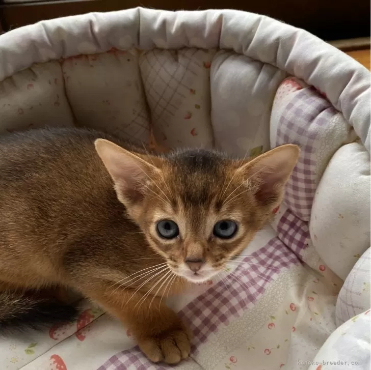 ID:2406-02752の子猫