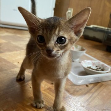 アビシニアン【埼玉県・男の子・2024年5月22日・ルディ（ショートヘア）】の写真「少し臆病ですが優しいです。」