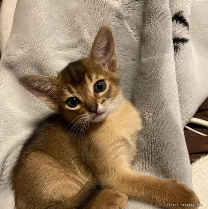 ID:2210-01758の子猫