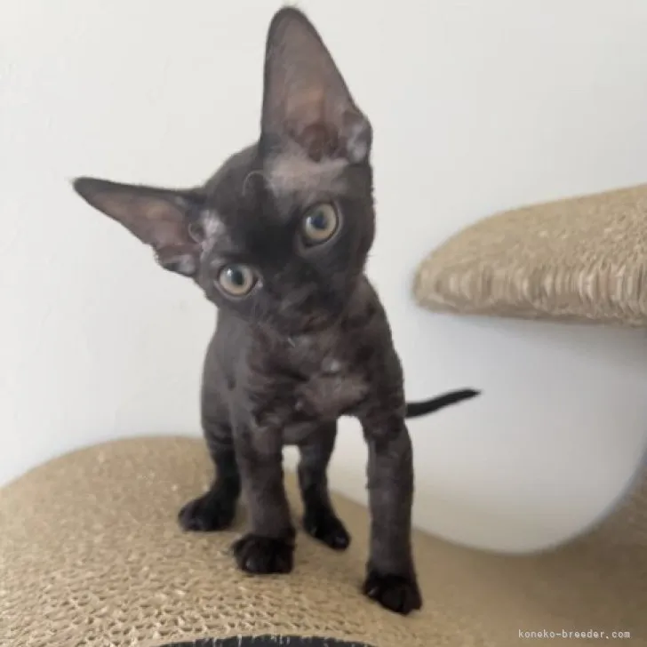 ID:2309-02540の子猫