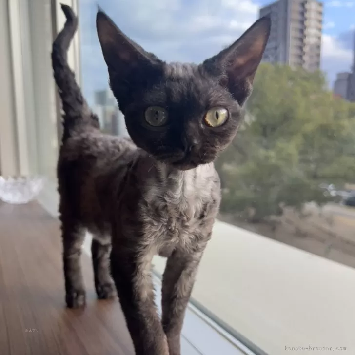 ID：2310-02076の子猫