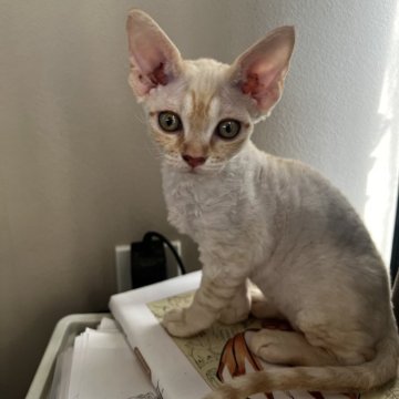 デボンレックス【広島県・男の子・2025年9月25日・クリームタビー（巻毛）】の写真「柔らかい被毛にくっきりアイライン💓」