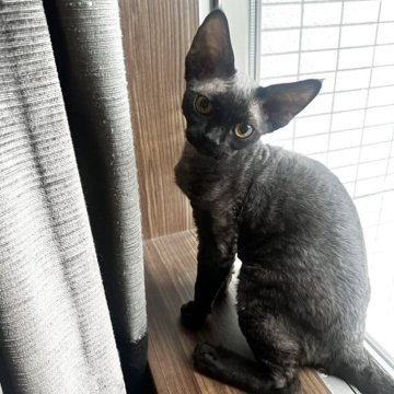 デボンレックス【広島県・男の子・2025年5月10日・ブラック】の写真「賢くて人が大好き」