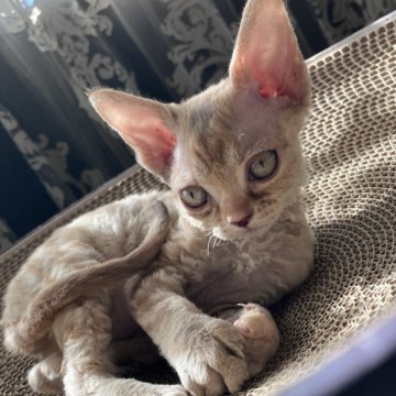 デボンレックス【広島県・女の子・2025年9月25日・クリームトーティー（巻毛）】の写真「大きな目で小柄」