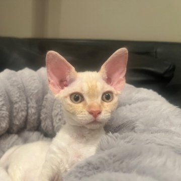 デボンレックス【広島県・男の子・2025年9月25日・クリームタビー（巻毛）】の写真「イケメン君」
