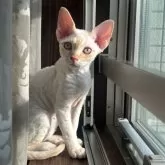 デボンレックス