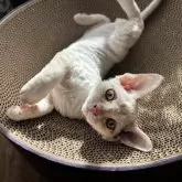 デボンレックス【広島県・男の子・2025年9月25日・クリームタビー】の写真3