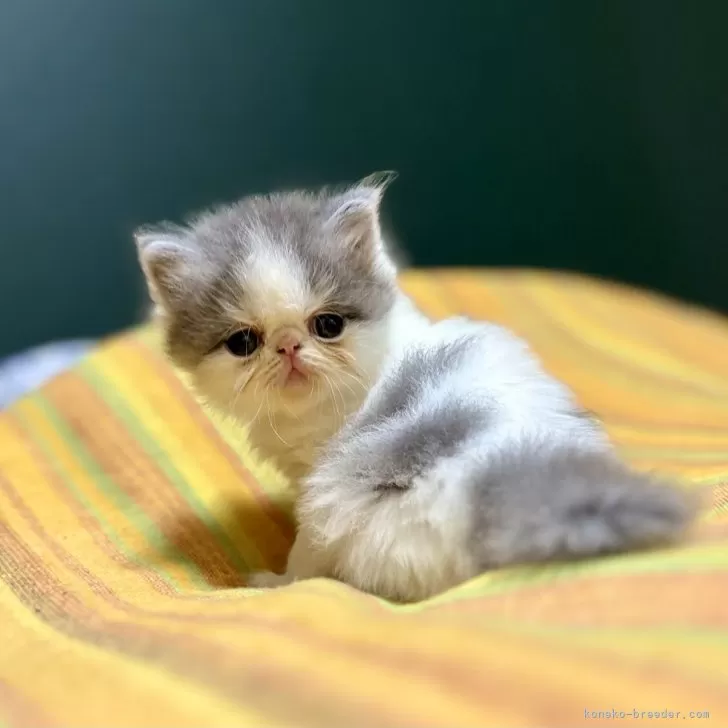 ID：2409-02480の子猫