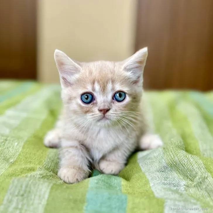 ID：2409-01062の子猫