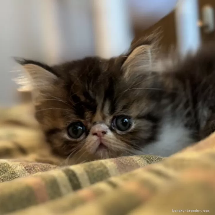 ID：2411-01063の子猫