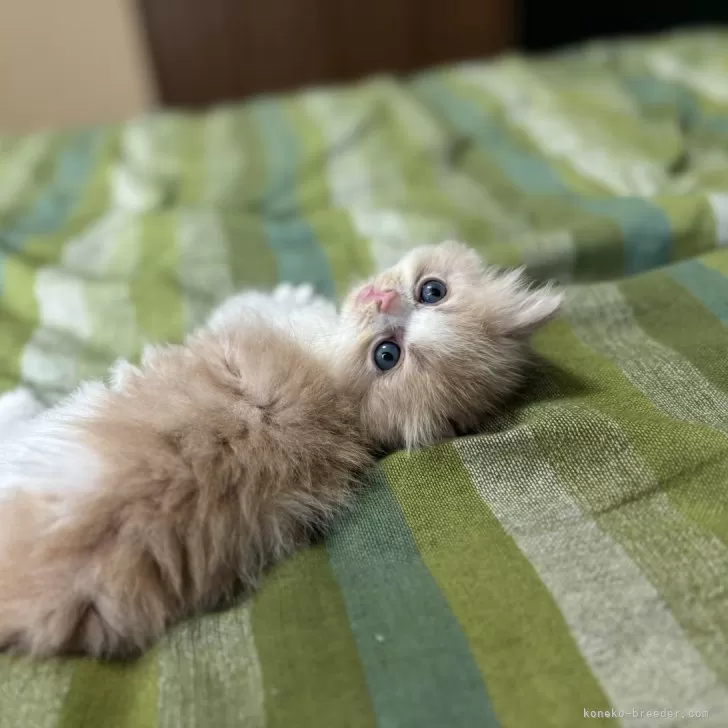 ID：2407-02477の子猫