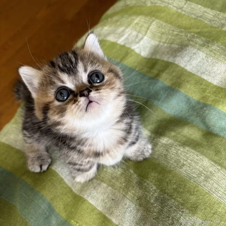 ID：2407-01649の子猫