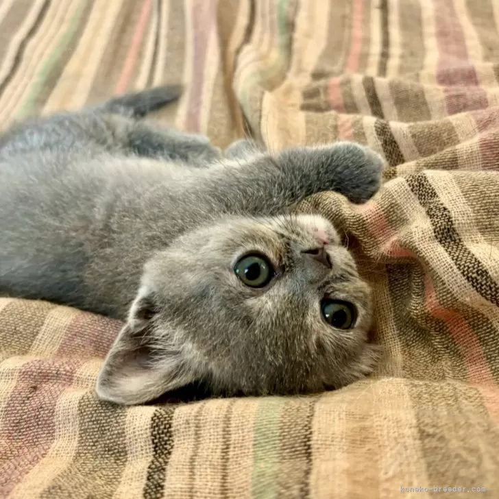 ID:2409-01057の子猫