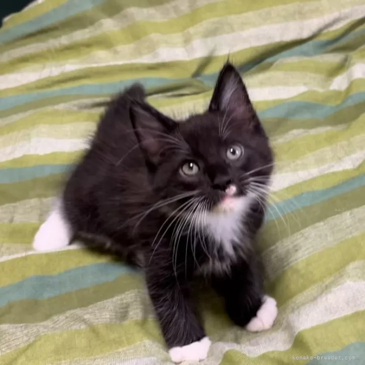 ID：2407-00801の子猫