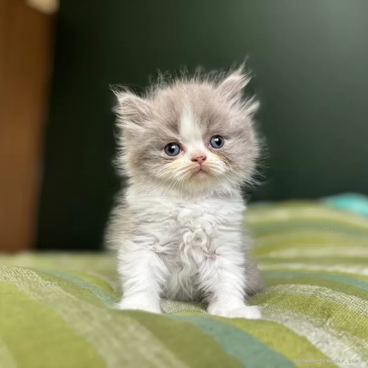 ID：2407-03004の子猫