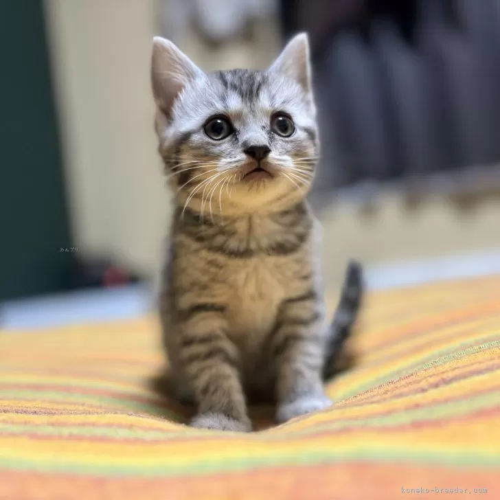 ID:2411-01828の子猫