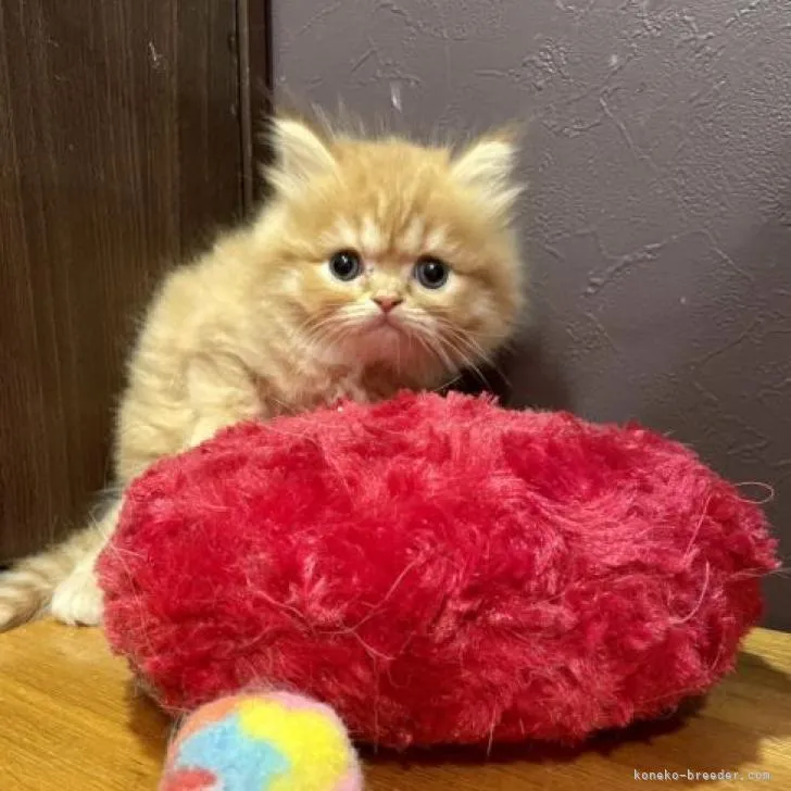 ID:2209-02428の子猫