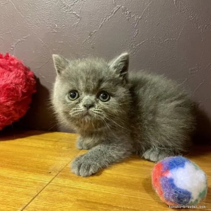ID:2208-01969の子猫