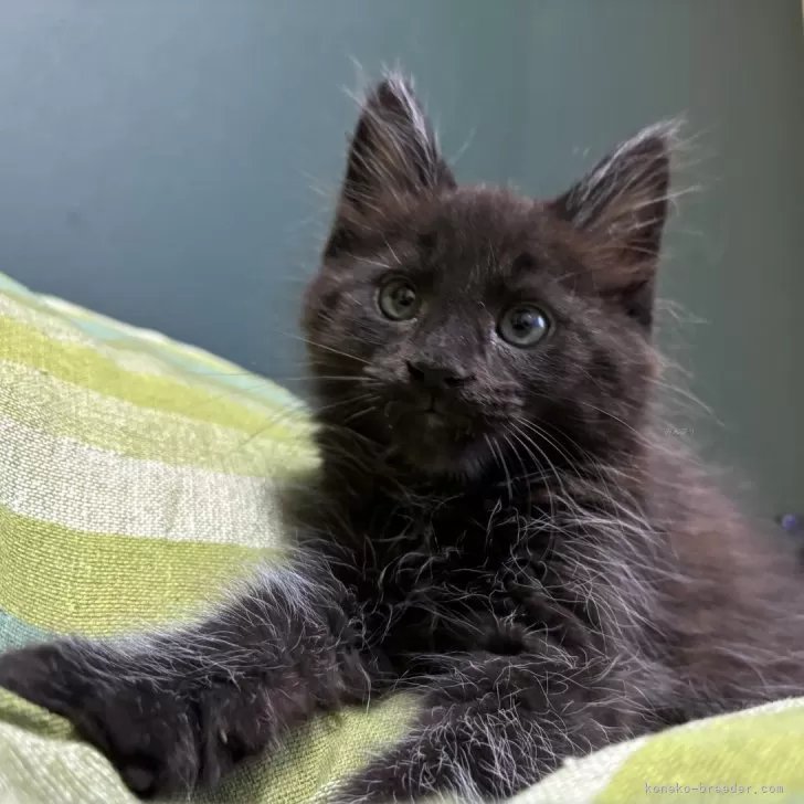 ID：2407-00800の子猫