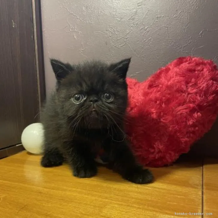 ID:2208-01968の子猫