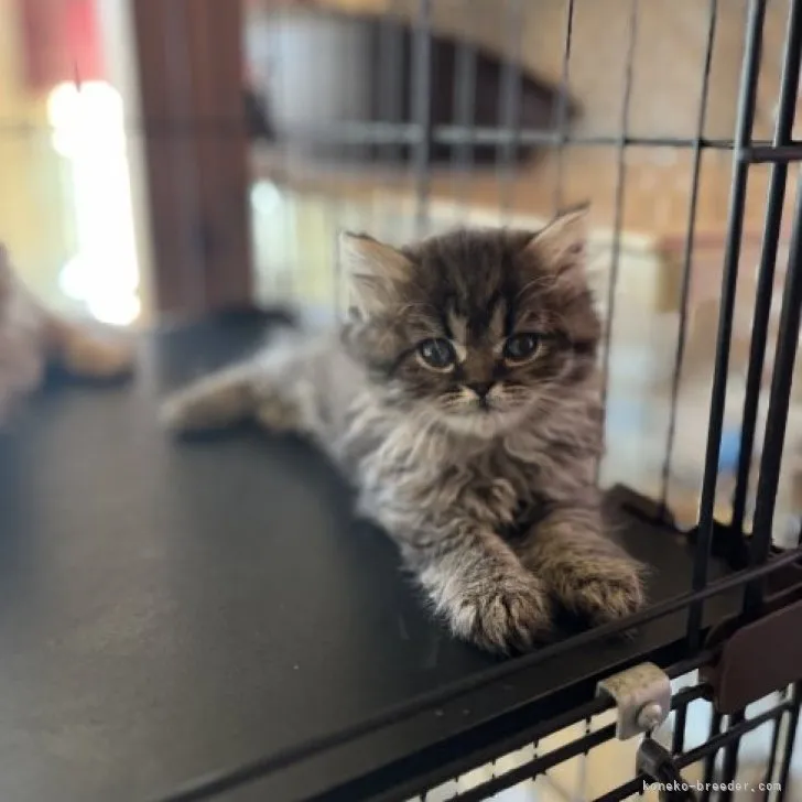ID：2308-00657の子猫