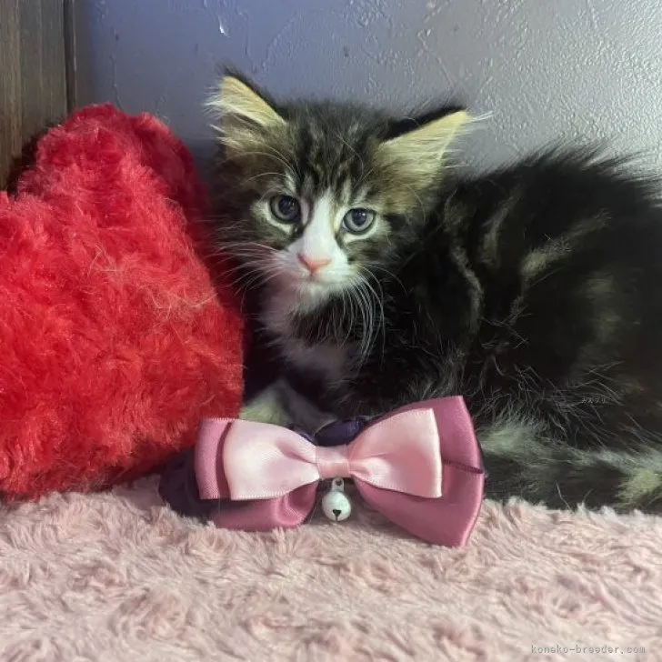 ID:2309-00931の子猫