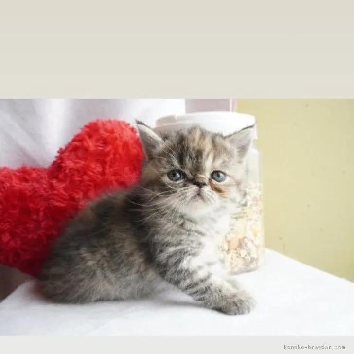 ID:2310-02321の子猫