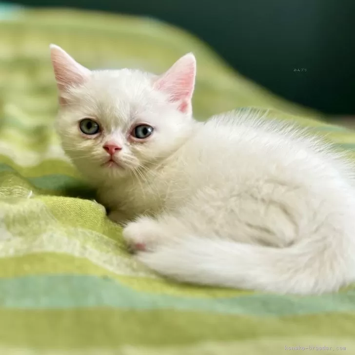 ID：2409-01058の子猫