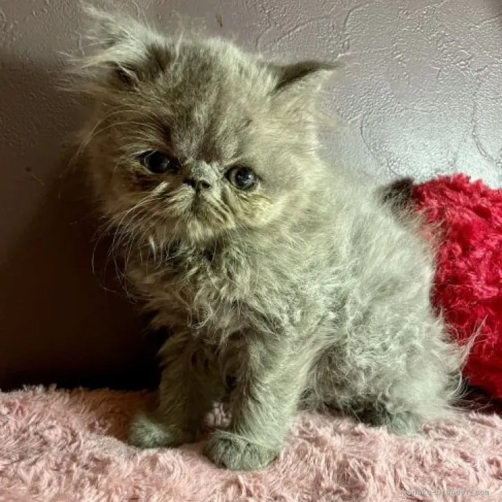 ID:2308-00649の子猫