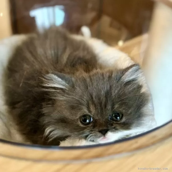 ID:2411-02513の子猫