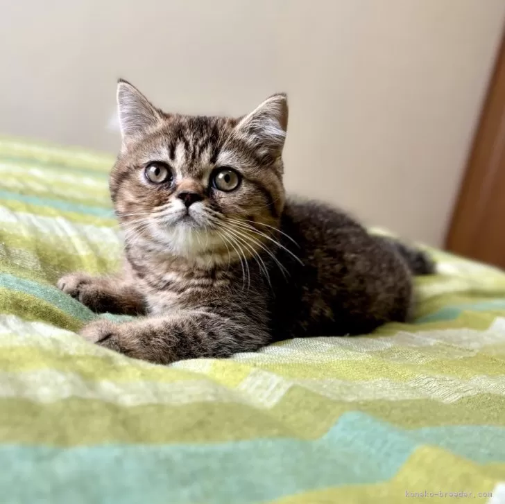 ID:2407-01655の子猫