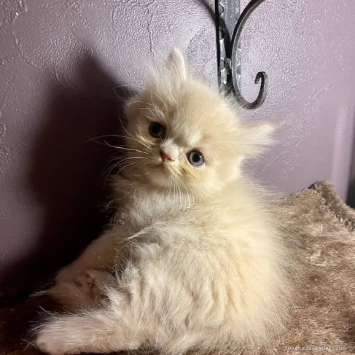 ID：2306-01570の子猫