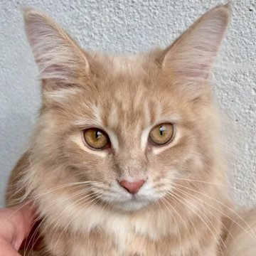 メインクーン【北海道・女の子・2024年5月15日・クリームタビー】の写真「甘えたで、まだまだ子猫らしさの抜けない可愛い子です」