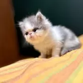 フォールデックス【北海道・男の子・2024年8月21日・ブルー&ホワイト】の写真3