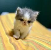 フォールデックス【北海道・男の子・2024年8月21日・ブルー&ホワイト】の写真4