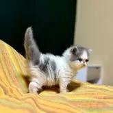 フォールデックス【北海道・男の子・2024年8月21日・ブルー&ホワイト】の写真5