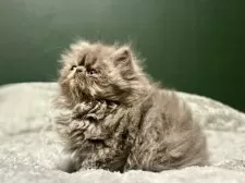 エキゾチックロングヘア【北海道・男の子・2025年9月11日・ブルー✨】の写真6