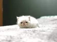 エキゾチックショートヘア【北海道・男の子・2025年4月5日・クリームポイント】の写真11