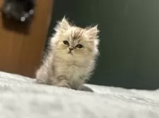 ミヌエット(長足)【北海道・男の子・2025年9月8日・シルバータビー✨】の写真11