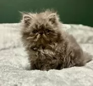 エキゾチックロングヘア【北海道・男の子・2025年9月11日・ブルー✨】の写真8