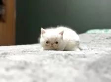 エキゾチックショートヘア【北海道・男の子・2025年4月5日・クリームポイント】の写真13