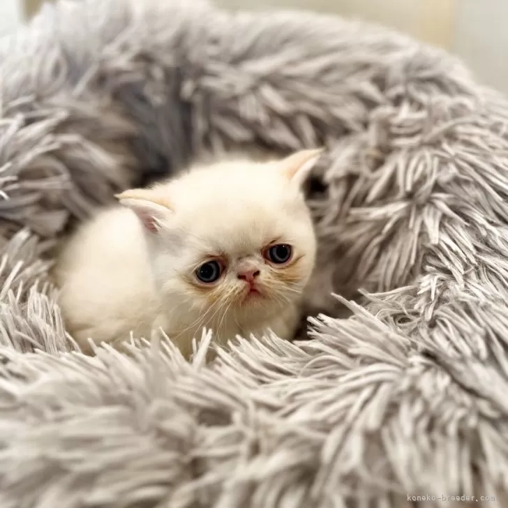 ID：2505-01588の子猫