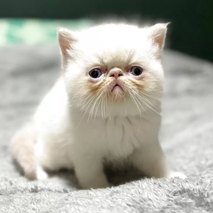 ID:2505-01500の子猫