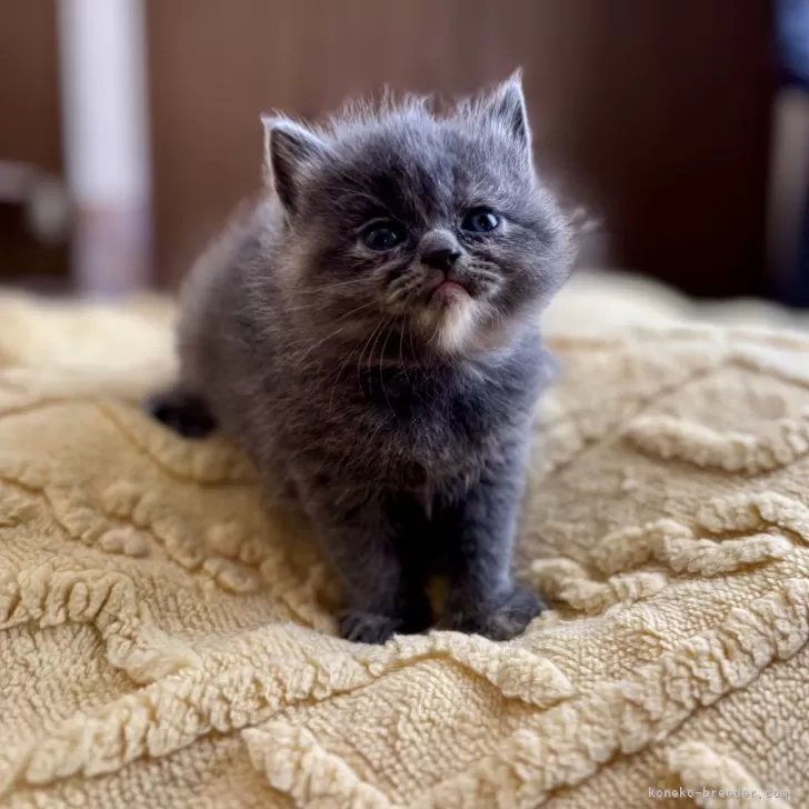 ID：2502-02162の子猫