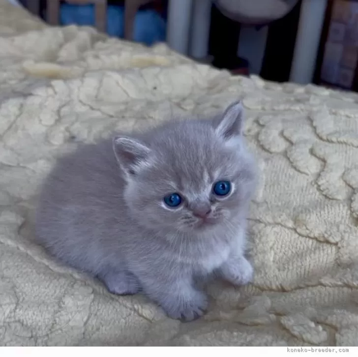 ID：2502-02160の子猫