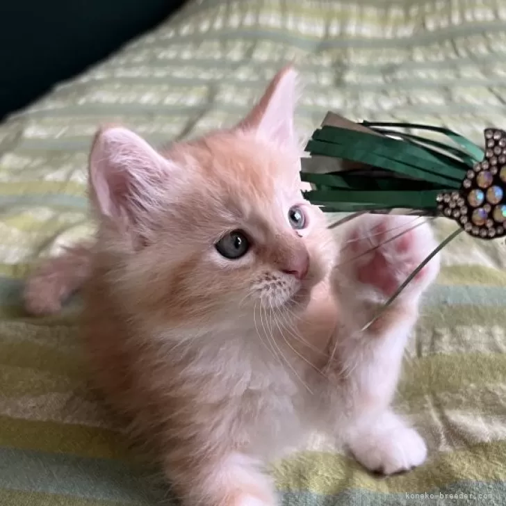 ID:2506-02977の子猫