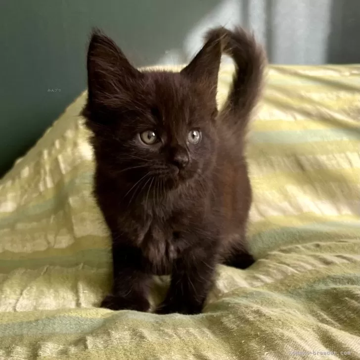 メインクーン【北海道・女の子・2025年7月28日・ブラック🩷】の写真1